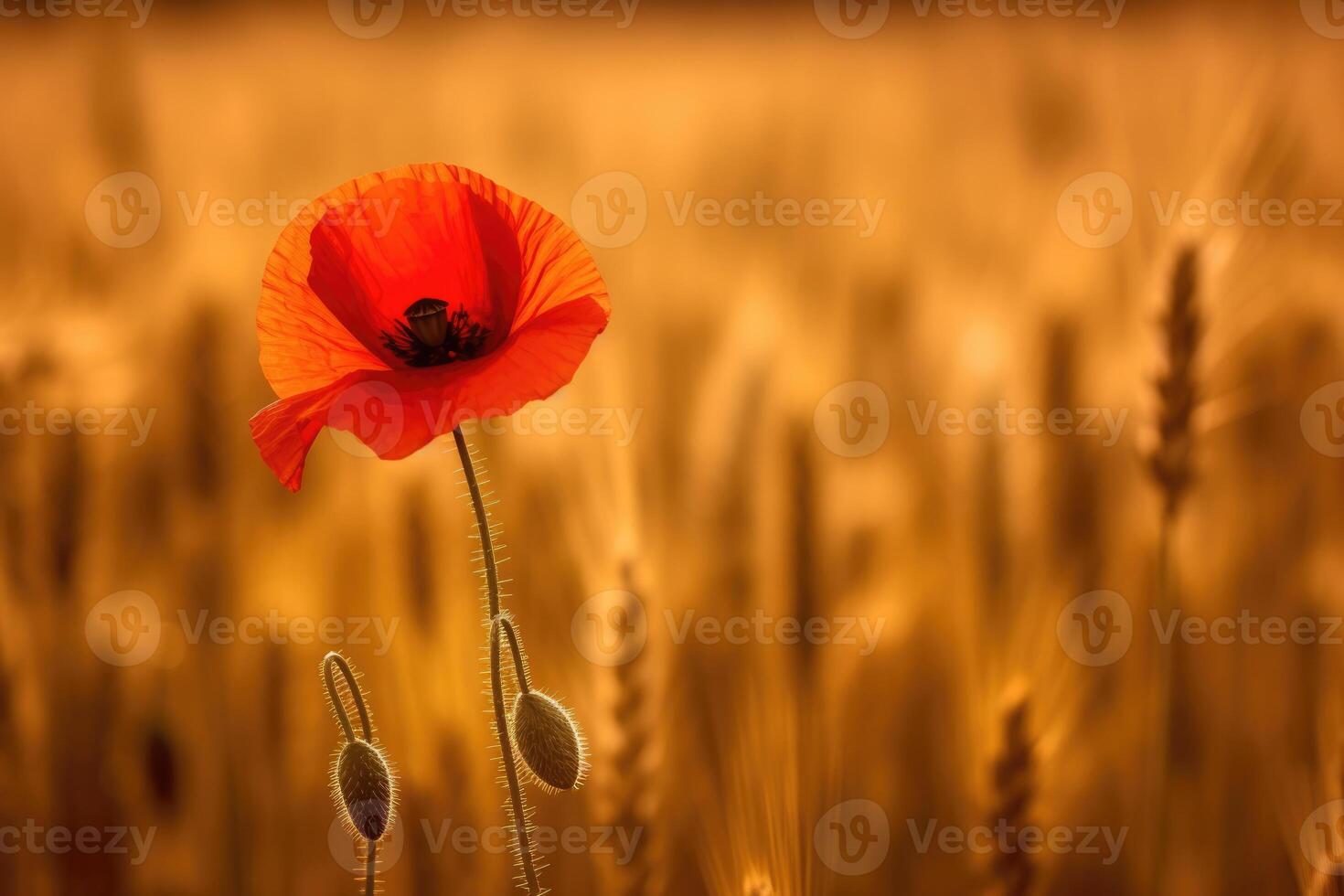 beautiful wheat field in sunset and a poppie, photo