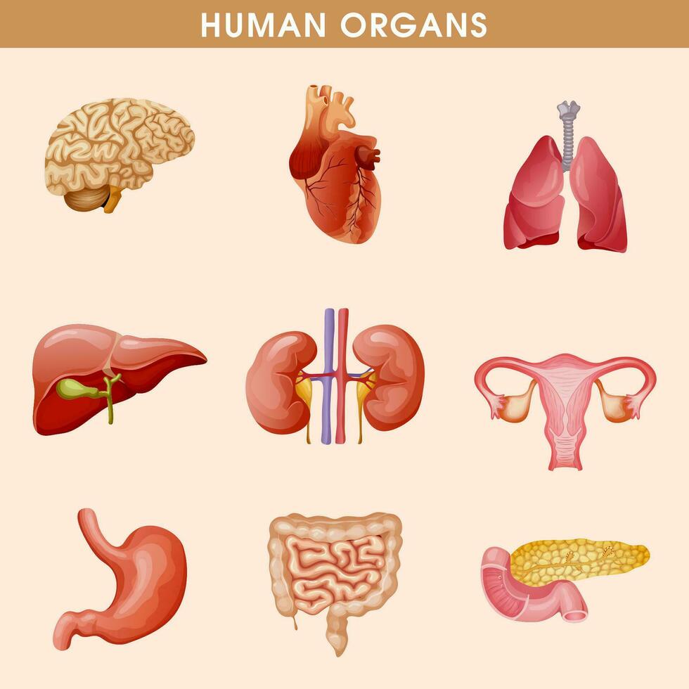 Cartoon human organs set with liver pancreas heart female reproductive system kidneys brain lungs stomach intestine isolated vector illustration