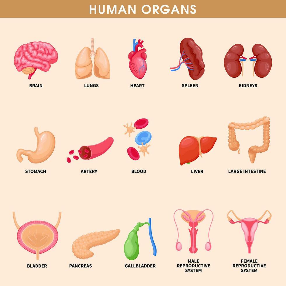 Cartoon human organs set with liver pancreas heart female reproductive system kidneys brain lungs stomach intestine isolated vector illustration