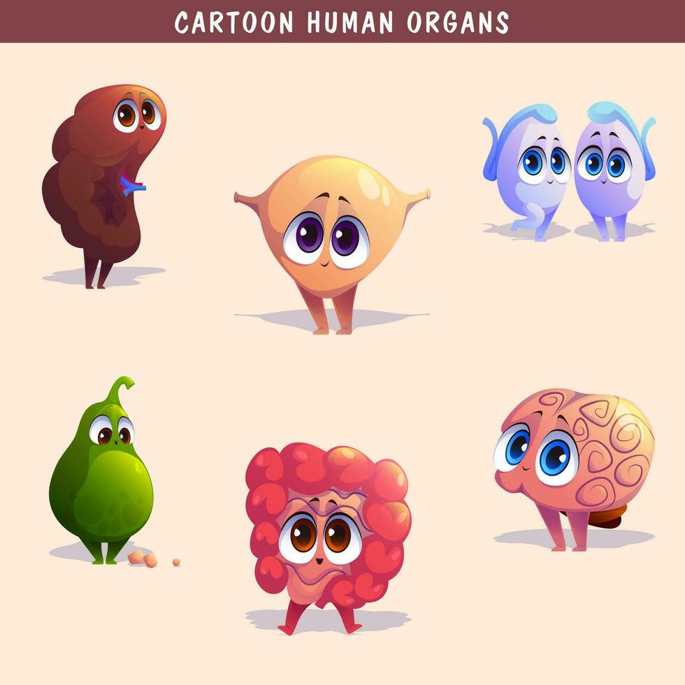 dibujos animados humano órganos conjunto con hígado páncreas corazón hembra reproductivo sistema riñones cerebro livianos estómago intestino aislado vector ilustración