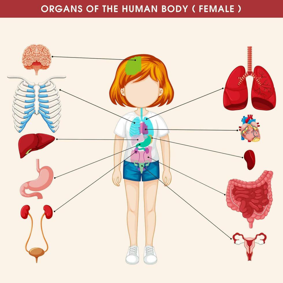 hembra humano anatomía, interno órganos diagrama, fisiología, estructura, médico profesión, morfología, sano vector