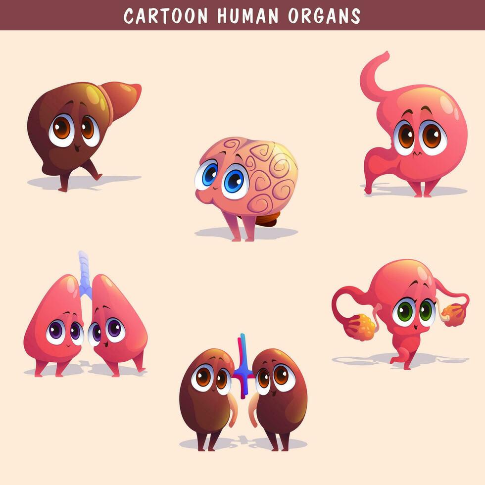 dibujos animados humano órganos conjunto con hígado páncreas corazón hembra reproductivo sistema riñones cerebro livianos estómago intestino aislado vector ilustración