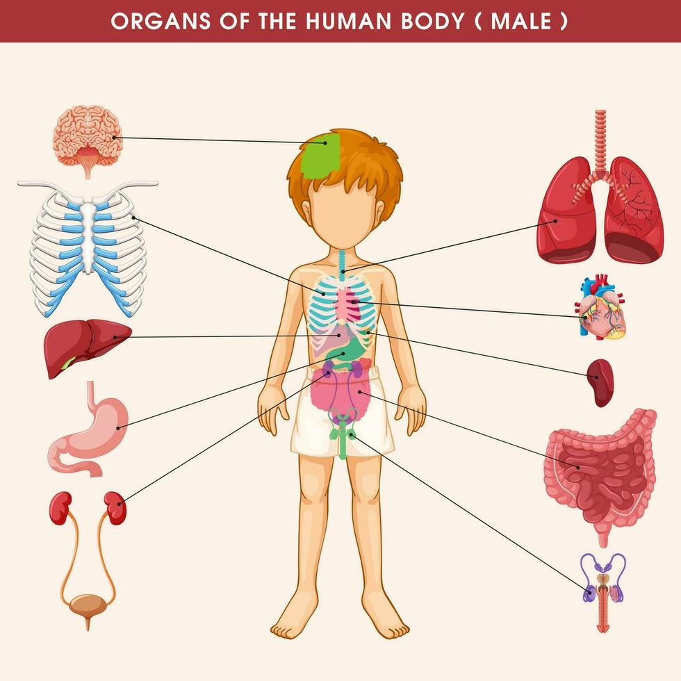 masculino humano anatomía, interno órganos diagrama, fisiología, estructura, médico profesión, morfología, sano vector