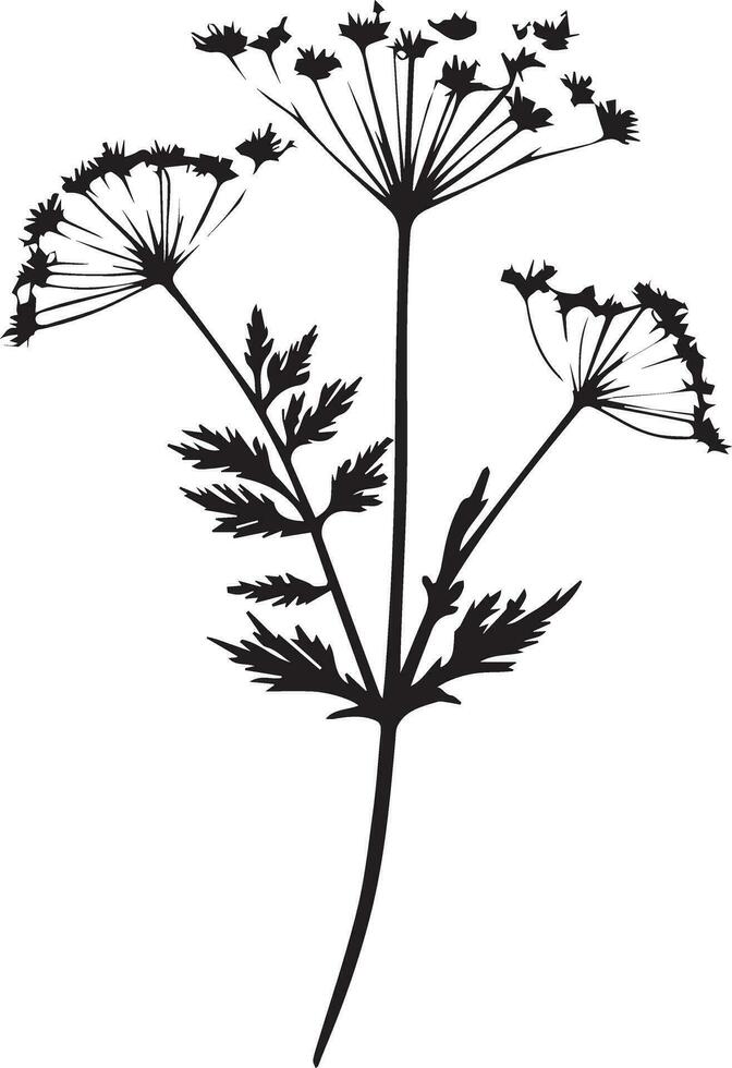 Cow Parsley Vector Art, Icons, and Graphics for Free Download