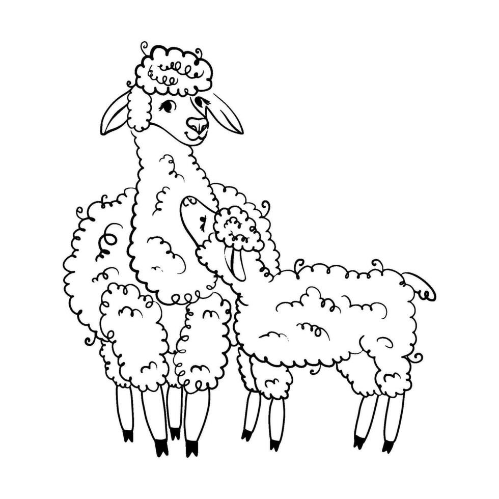 realistic sketch of LAMA Alpaca, black and white drawing, isolated on white. vector