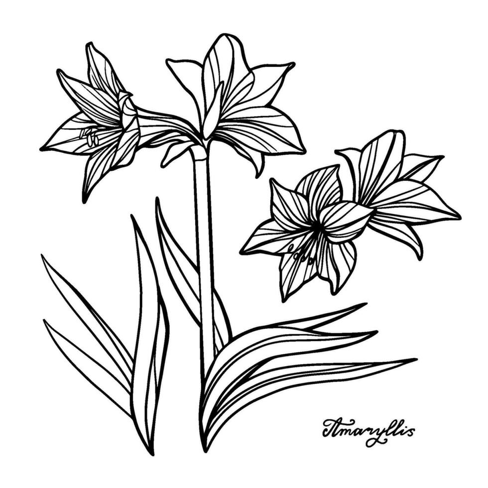 Amaryllis lily flower botanical vector Art isolated on white background.