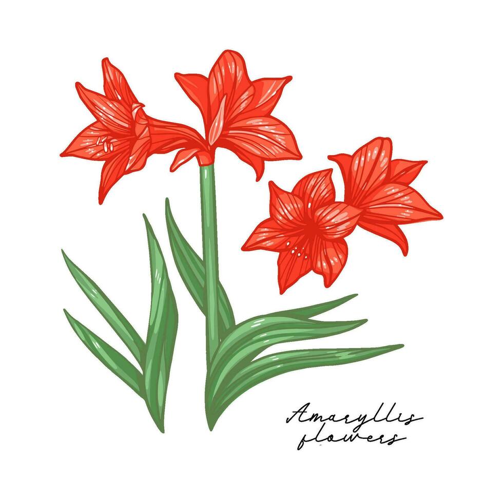 Amaryllis lily flower botanical vector Art isolated on white background.