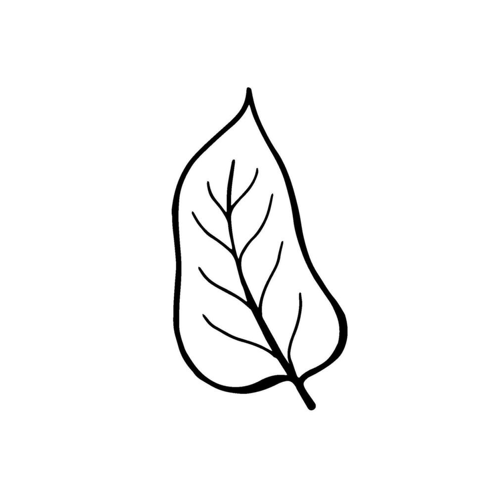 Vector line drawing abstract fall leaf. Minimal botany natural eco concept. Home wall decor, poster, tote bag, fabric print. Single line draw design graphic vector illustration.