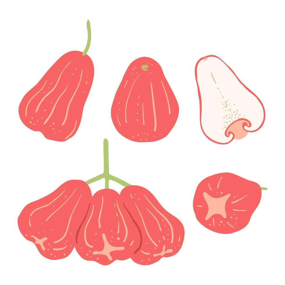 Rose apple fruit in whole and half object set. Exotic fruit illustration vector