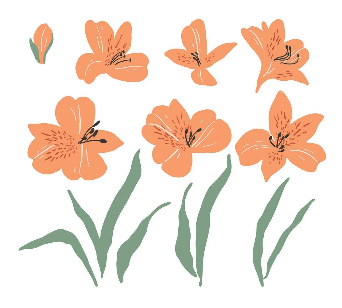 Set of hand drawn alstroemeria flowers and leaves. Abstract simple illustration vector