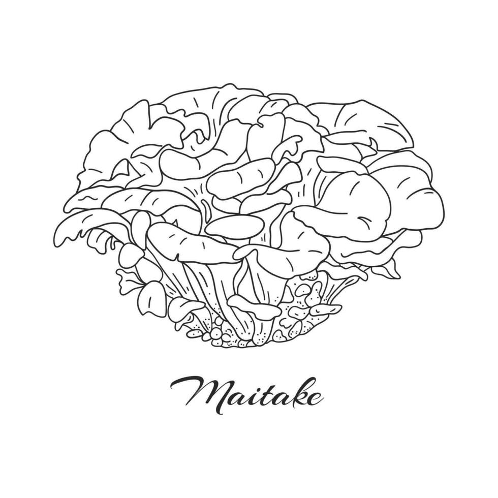 mano dibujado grupo de maitake hongos. bosquejo estilo medicinal hongo vector