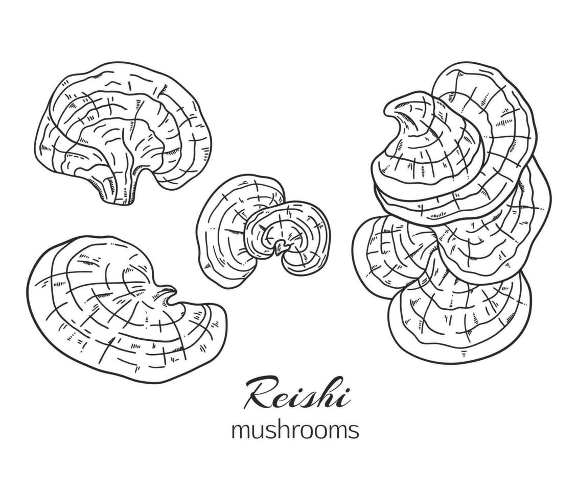 reishi seta mano dibujado recopilación. superalimento bosquejo en blanco antecedentes vector