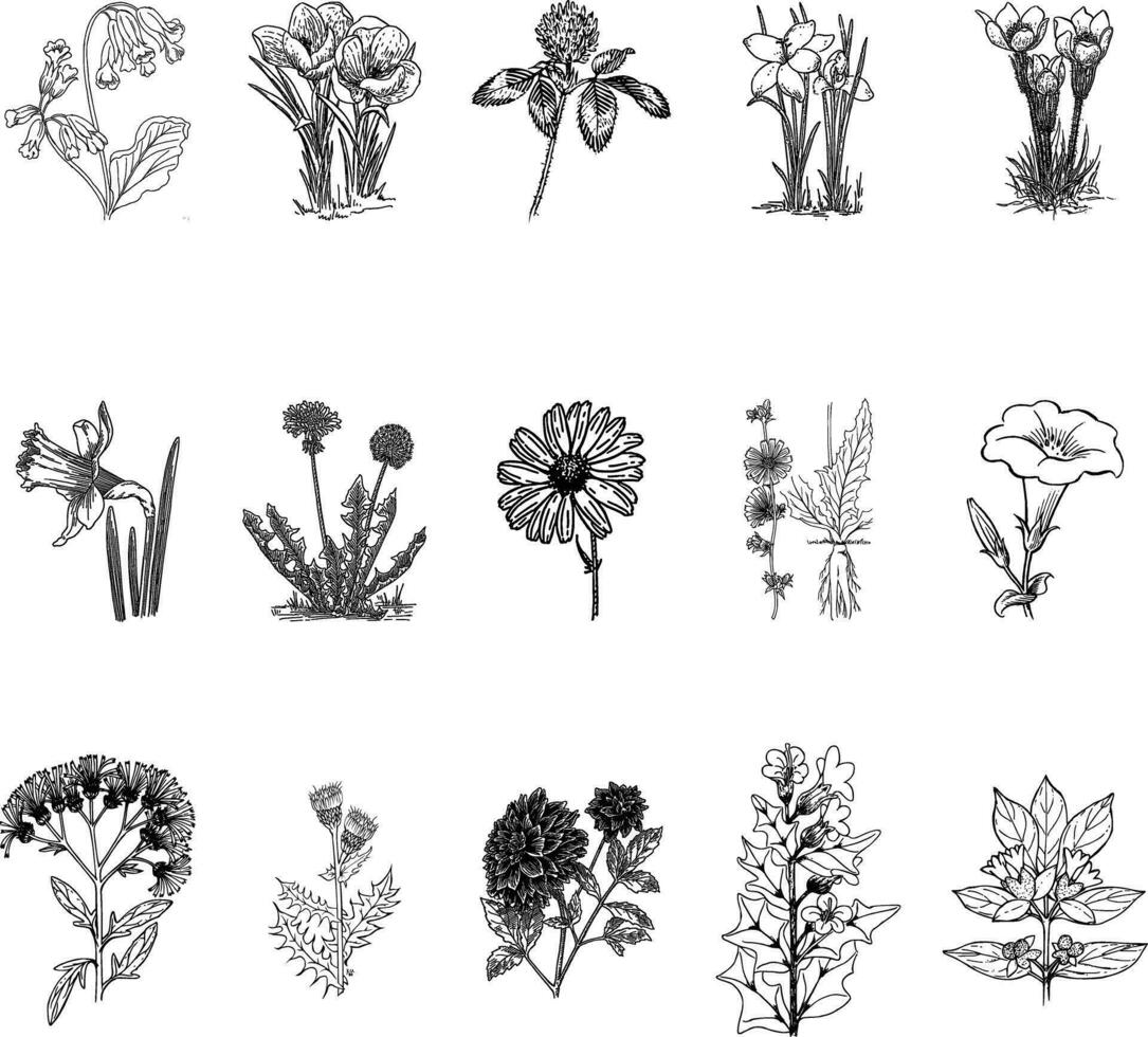 conjunto de floral elementos. romántico flor colección con flores, leña menuda, hojas, hierbas y bayas. vector diseño aislado en blanco antecedentes.