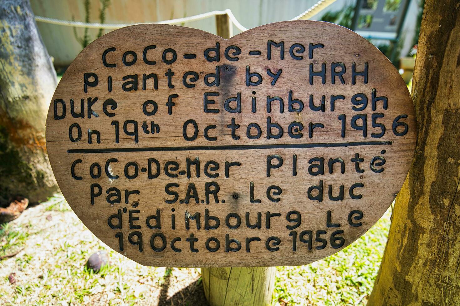 Mahe Seychelles 25.06.2023 Coco de mer tree planted by the HRH duke of Edingurgh on 19th october 1956, inside the botanical garden, Mahe Seychelles photo
