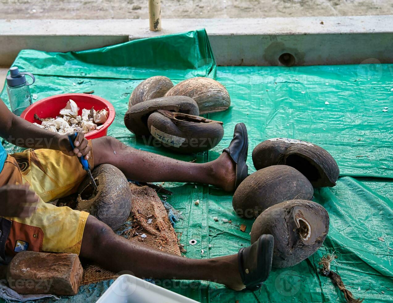 Factory of the Coco de mer collections, dark skin man removing the coco de mer meat, vegetable ivory inside the shell by hammering the hard flesh photo