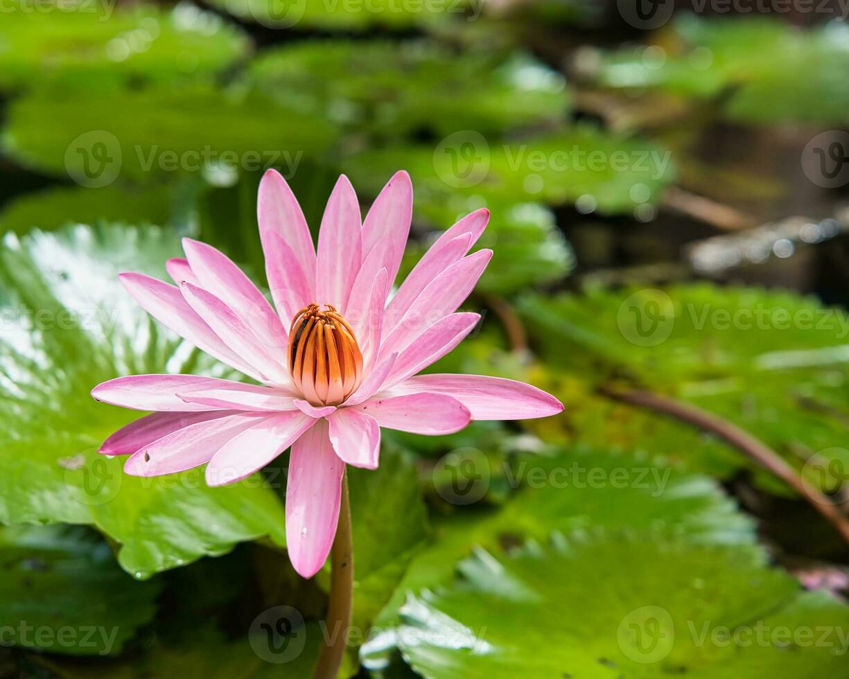 Pink waterlily inside the pond in the botanical garden, honey bee taking nectar, Mahe Seychelles photo