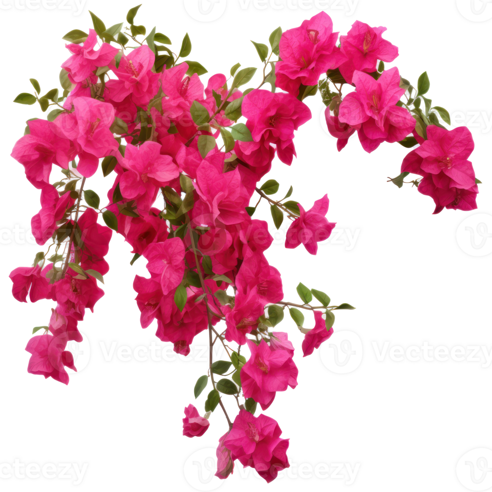 Pink Bougainvillea plants, Illustration AI Generative 25536084 PNG