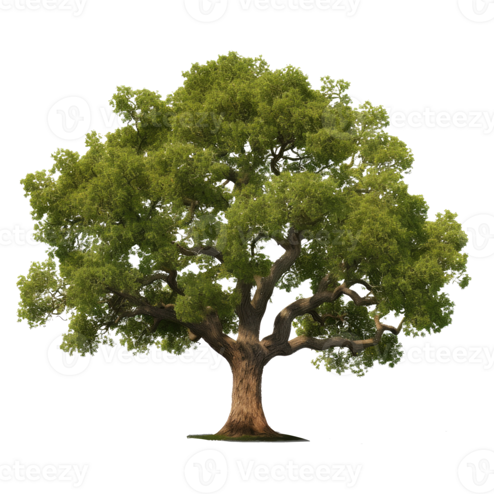 Oak tree isolated. Illustration AI Generative png