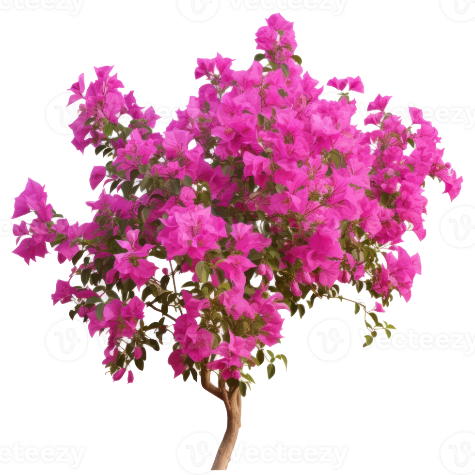 Pink Bougainvillea plants, Illustration AI Generative png