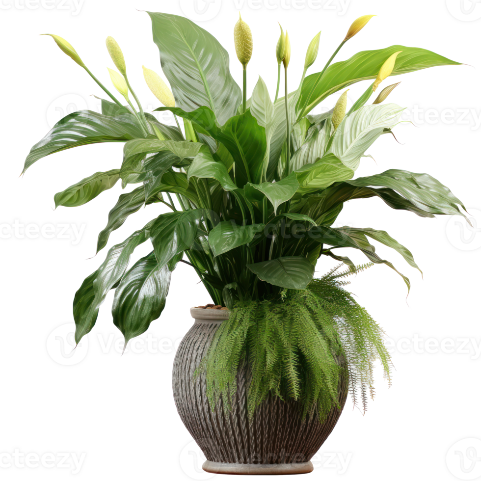 Deciduous plant spathiphyllum isolated. Illustration png