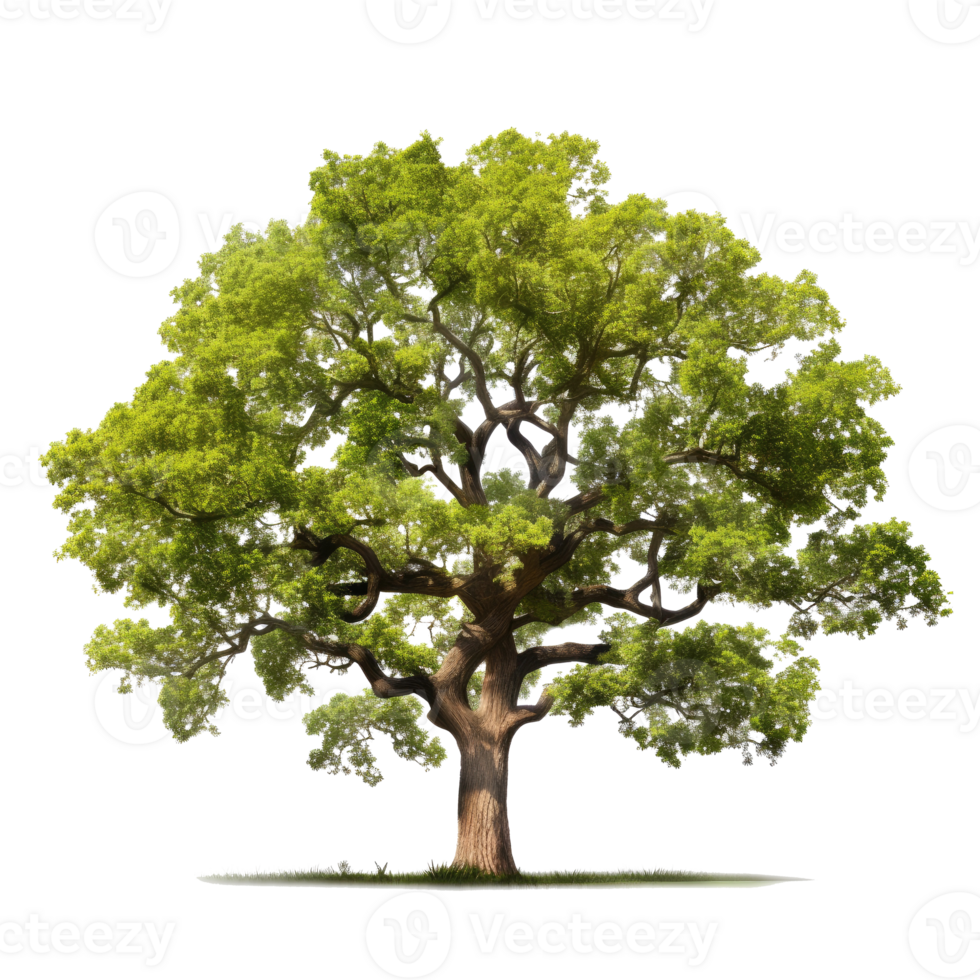 Oak tree isolated. Illustration png