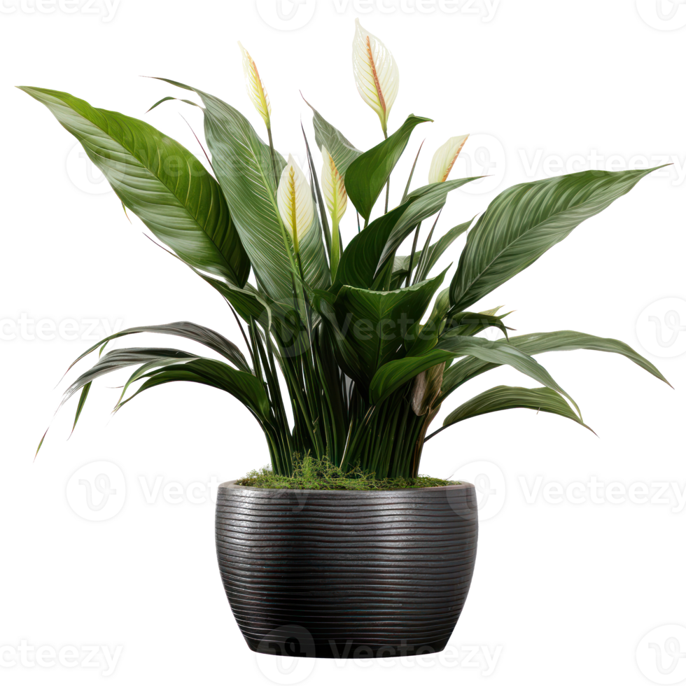 Deciduous plant spathiphyllum isolated. Illustration png