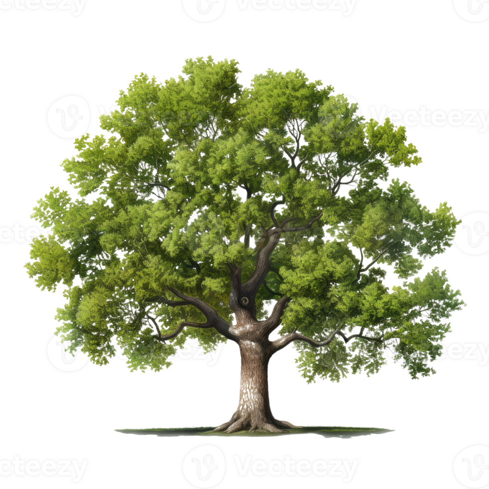 Oak tree isolated. Illustration png