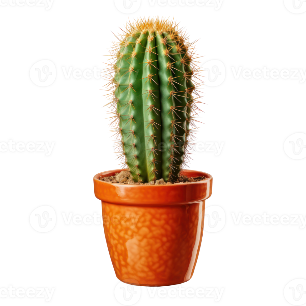 Cactus isolated. Illustration png