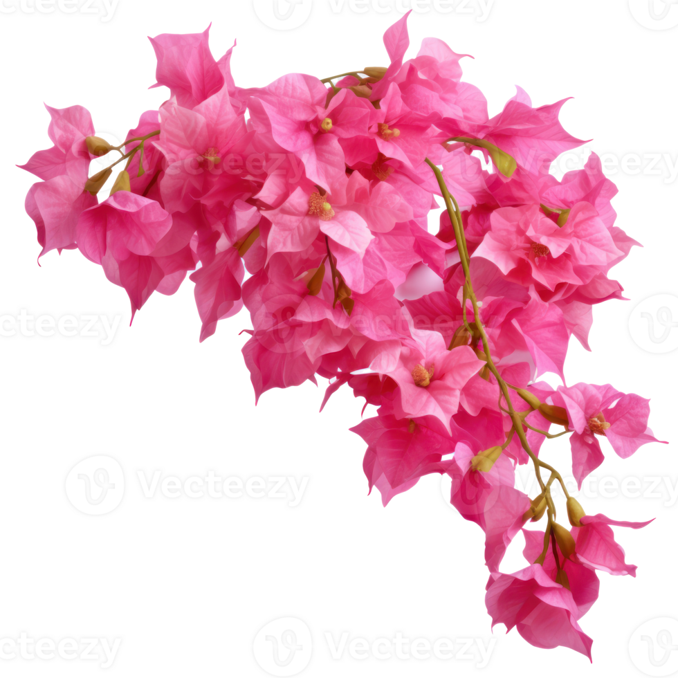 rosa bougainvillea växter, illustration ai generativ png