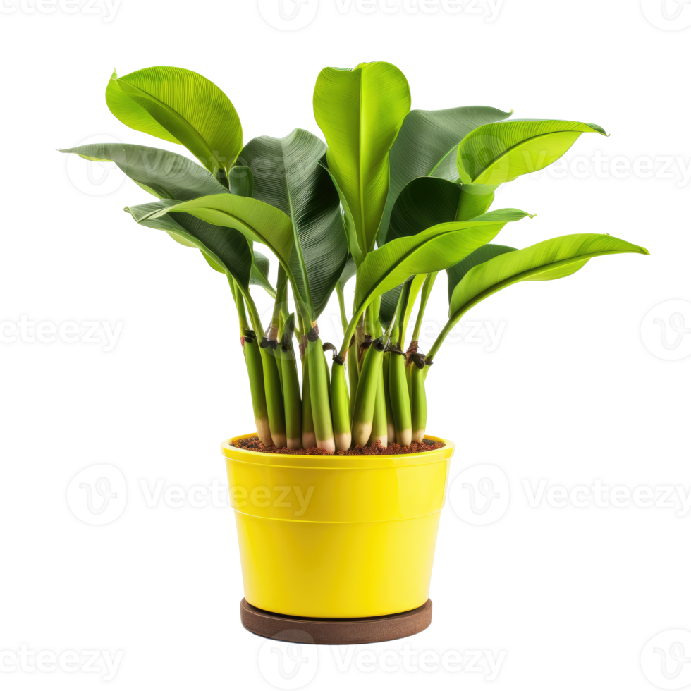 POtted banana plant isolated. Illustration AI Generative png