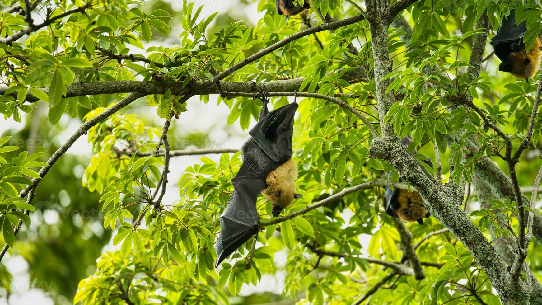 frutas murciélagos entrega dentro el botánico jardín en el algodón árbol, mahe seychelles foto