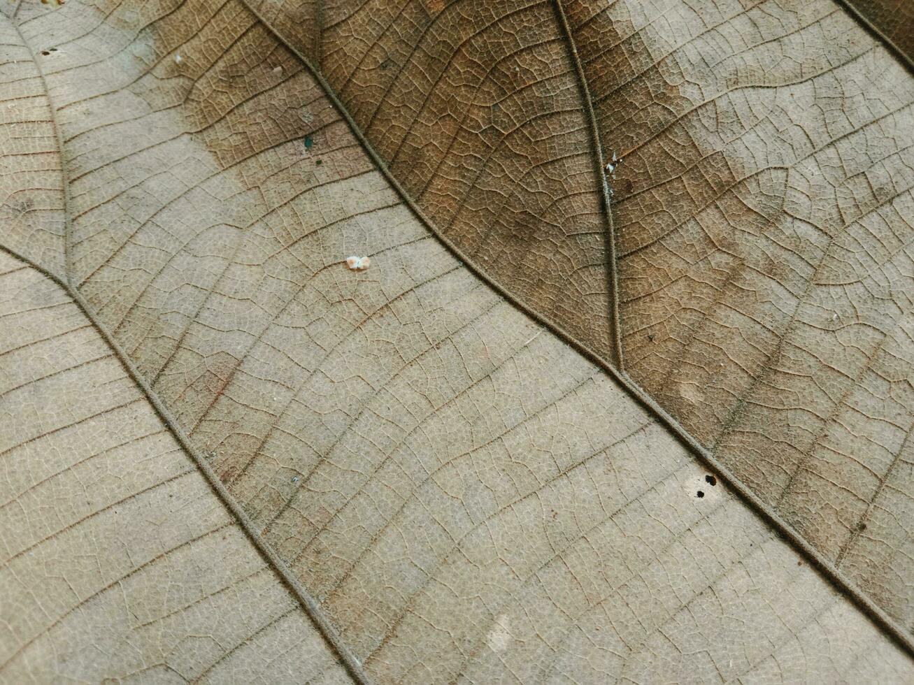 Dry leaf background concept. Antique. Teak leaves. Dried teak leaves are brown. photo