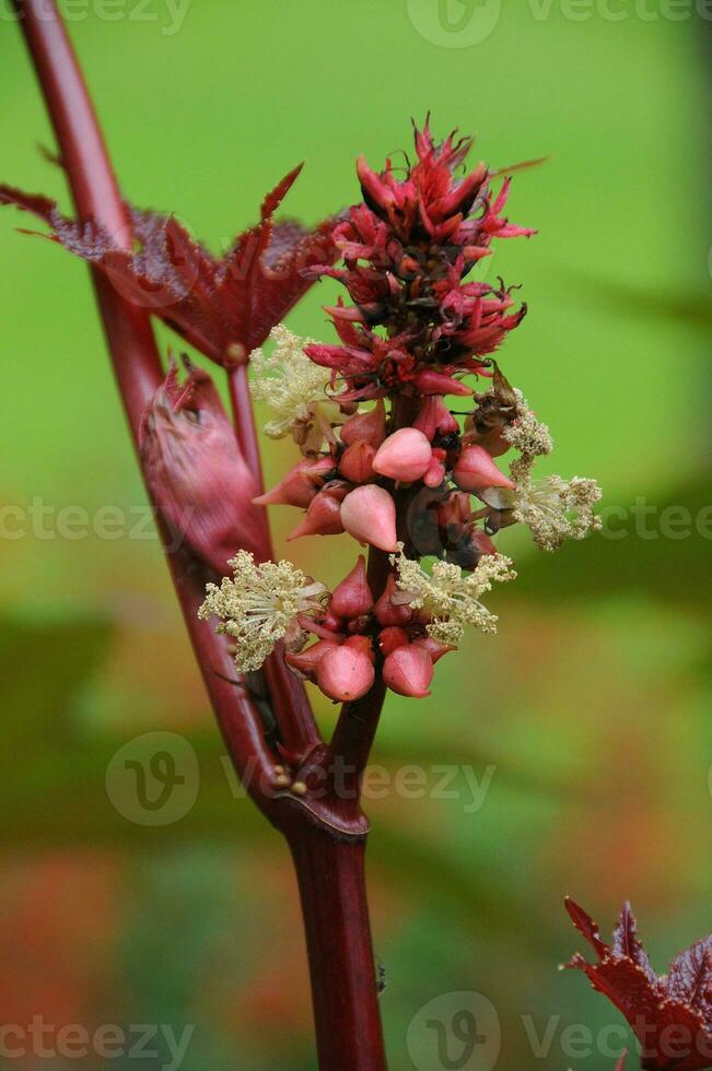 bleeding  flowers in germany photo