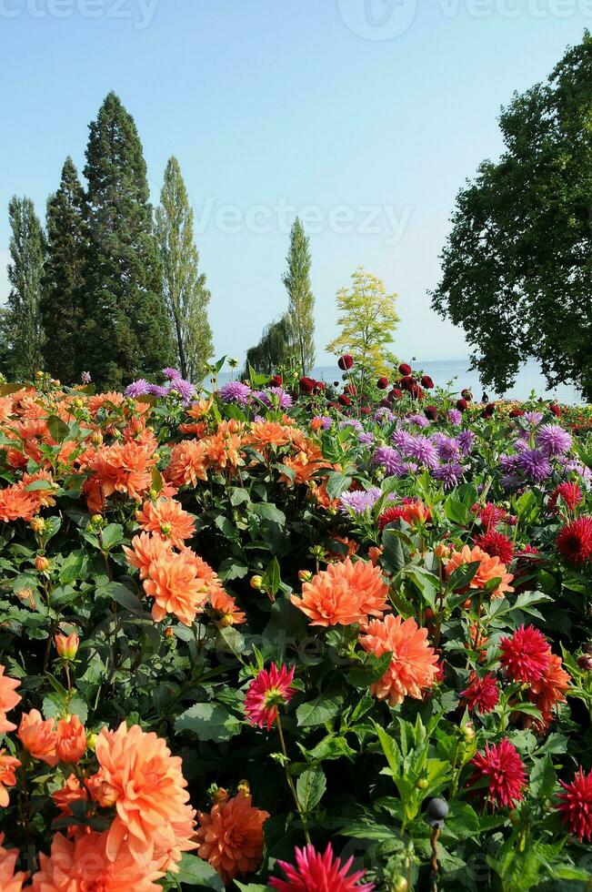 flowers at lake constance photo