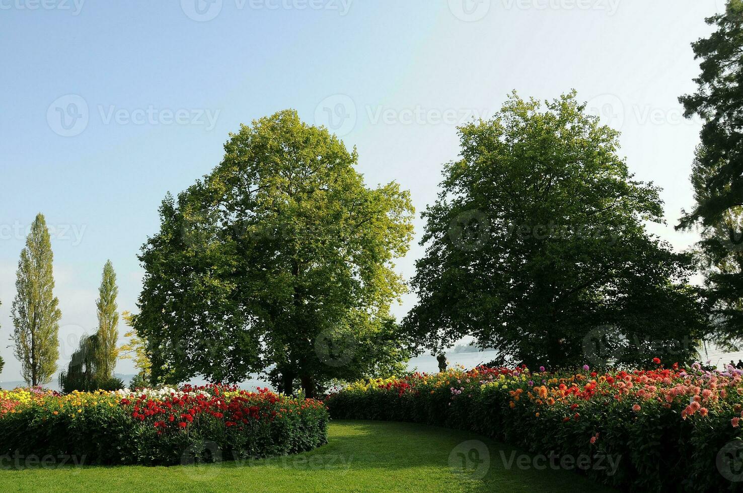 flores a lago Constance foto