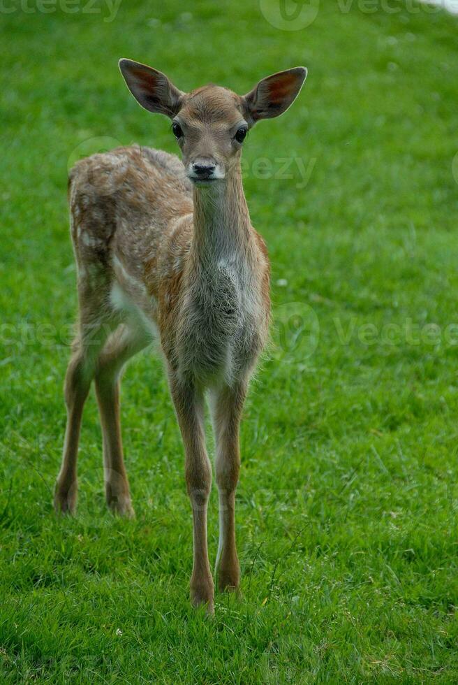 deers on a field in germany photo