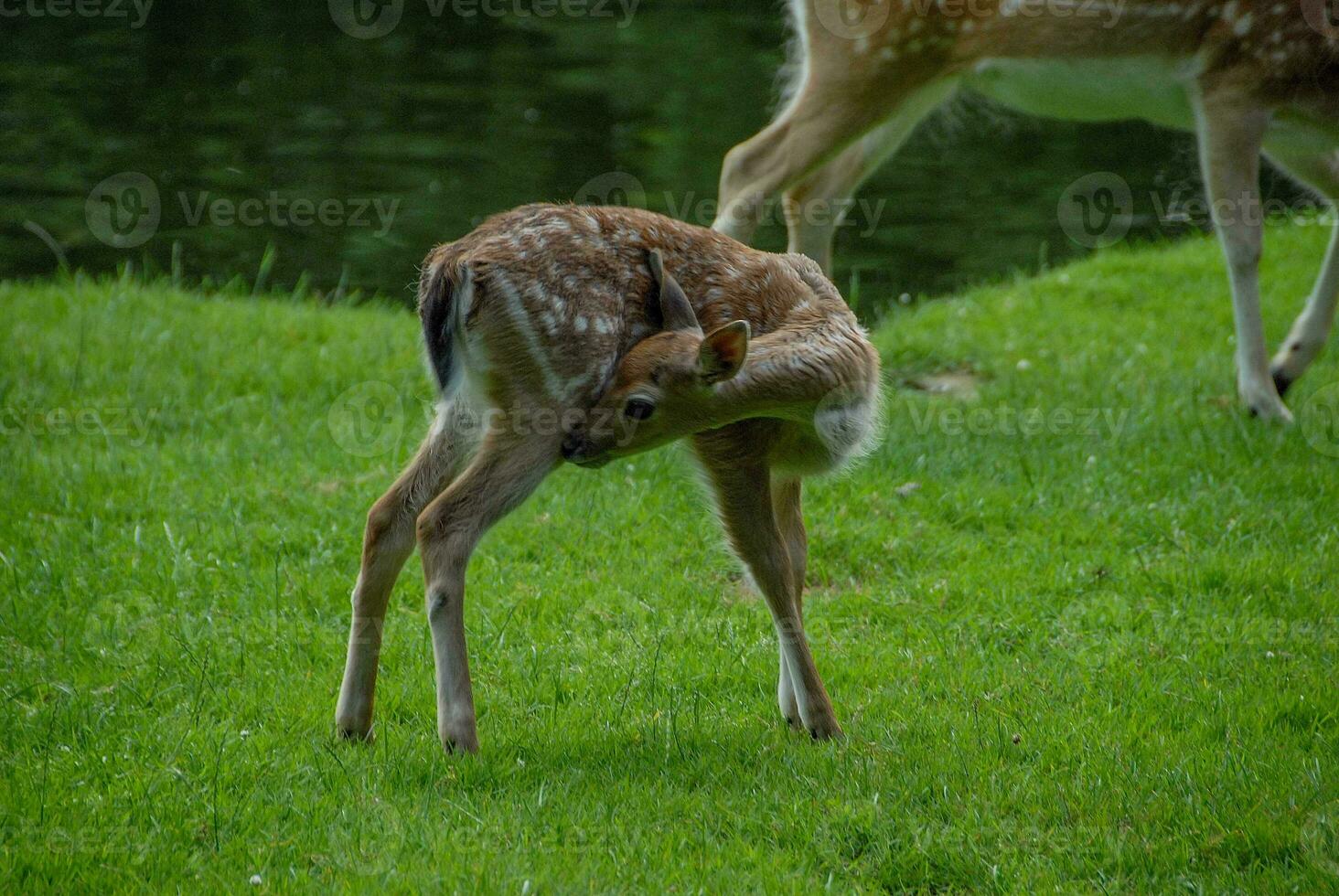 deers on a field in germany photo