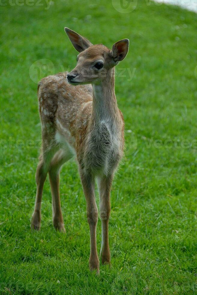 deers on a field in germany photo