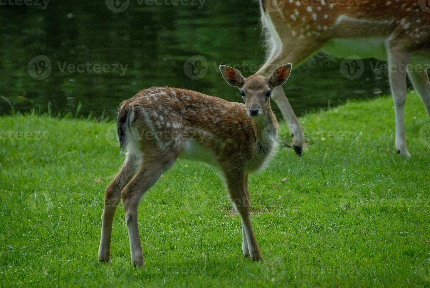 deers on a field in germany photo