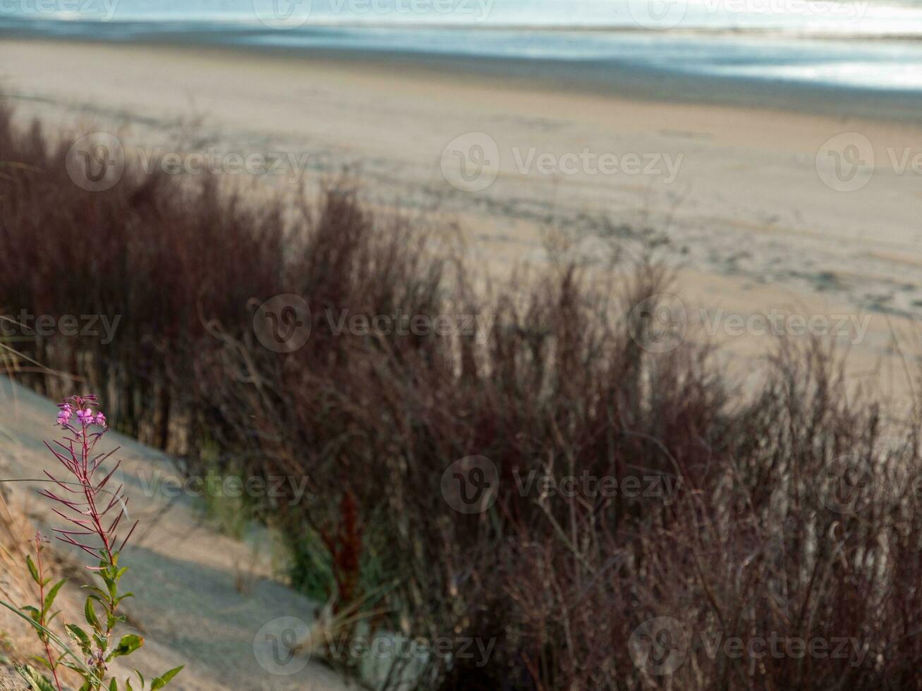 beach at the north sea photo