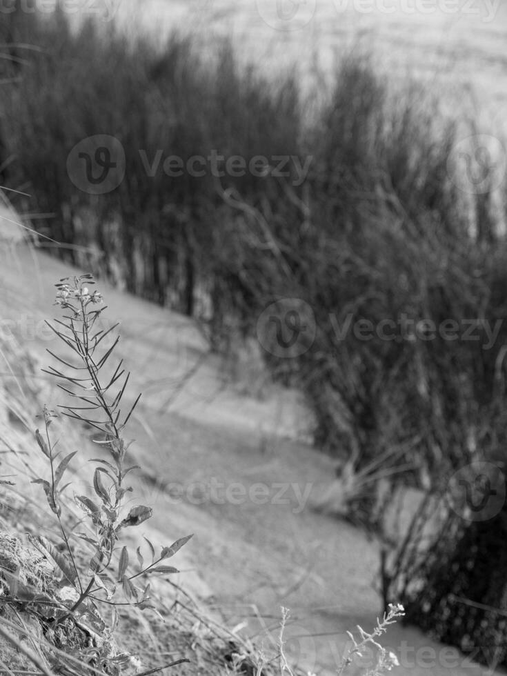 the beach of Spiekeroog island photo