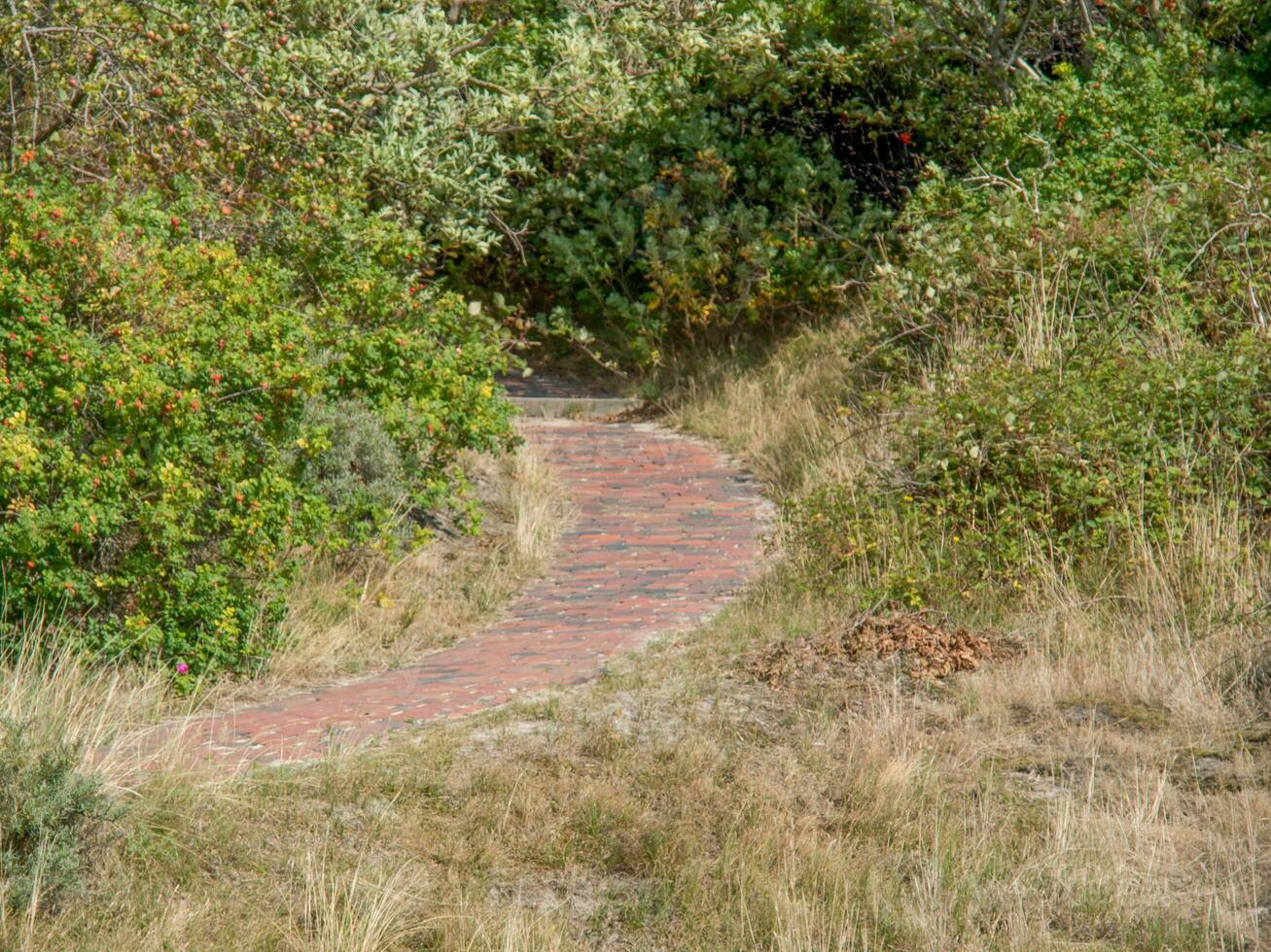 the island of Spiekeroog photo