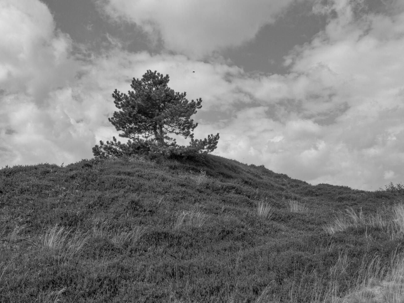 Spiekeroog island in germany photo