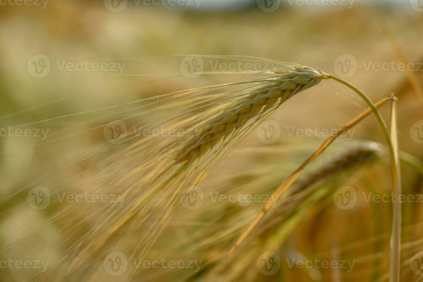 Corn in germany photo