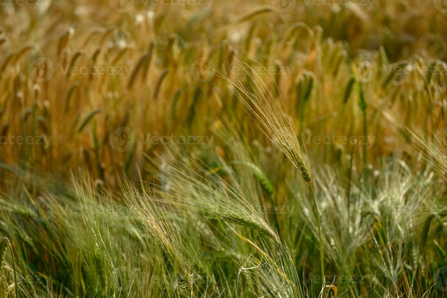 Corn in germany photo