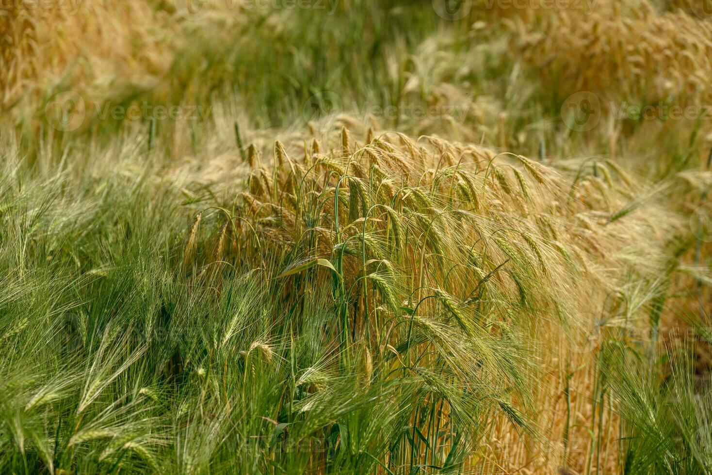 Corn in germany photo