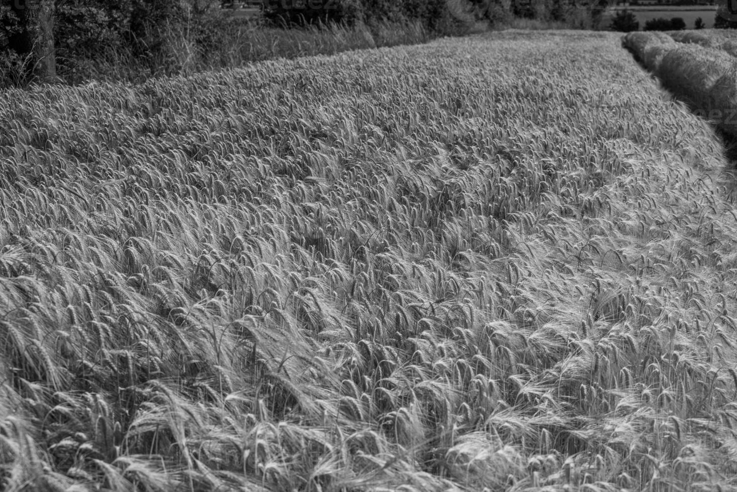 Corn in germany photo