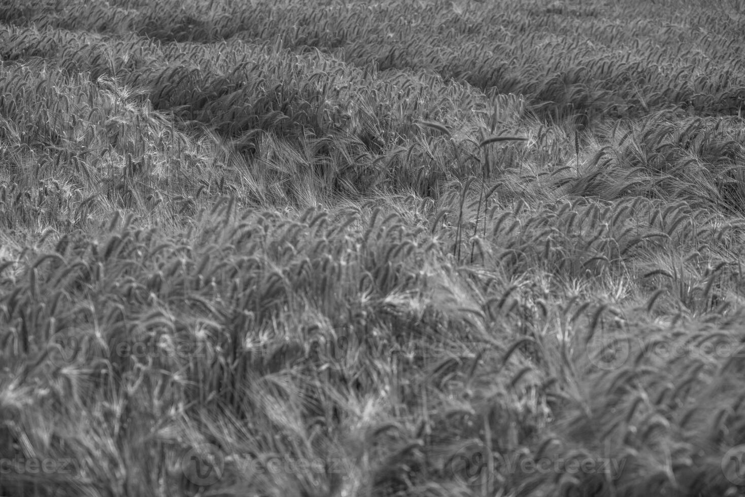 Corn in germany photo