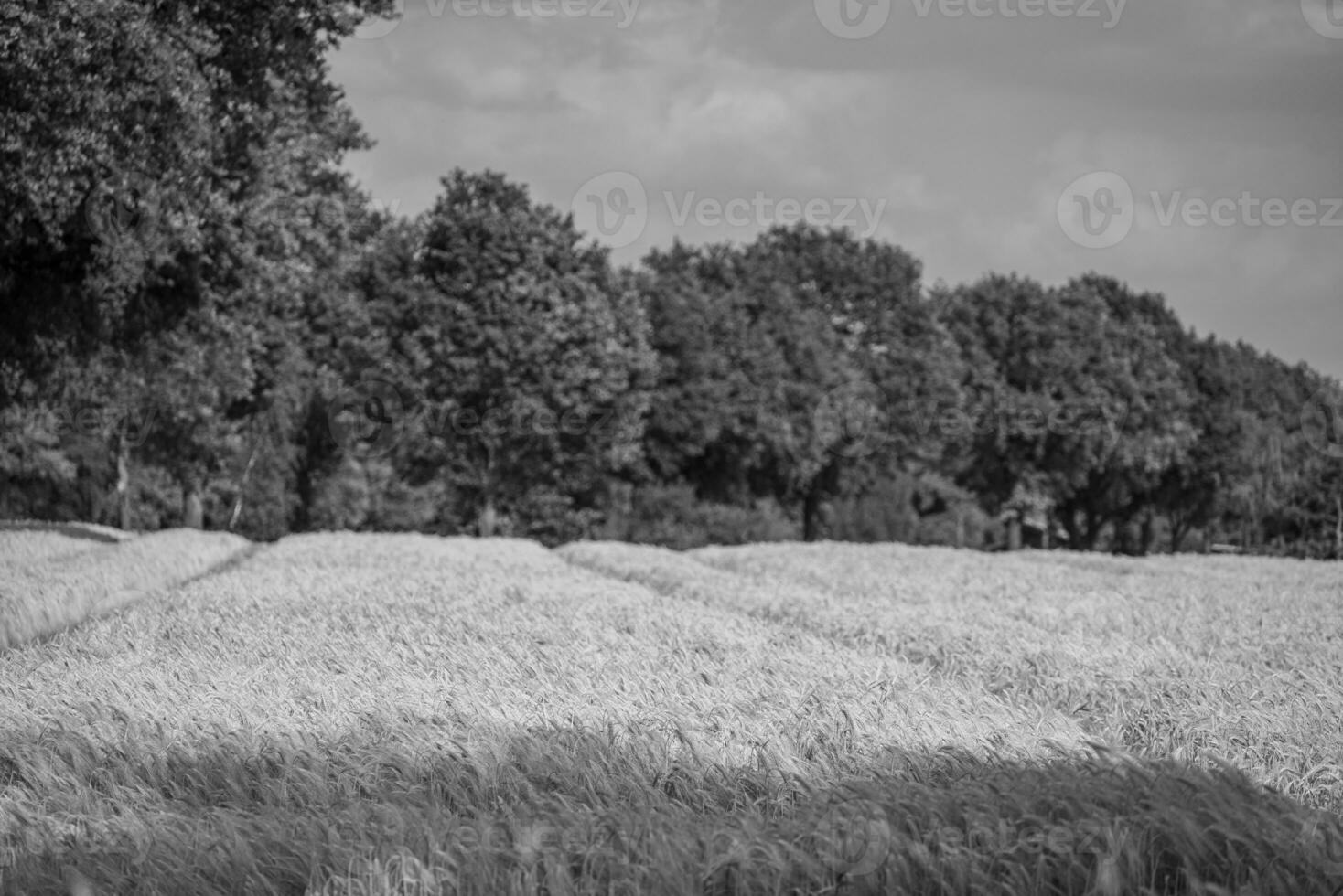 Corn in germany photo