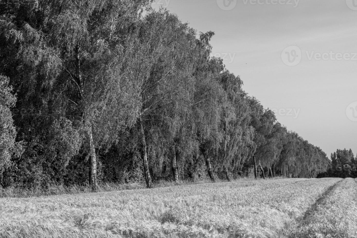 Corn in germany photo